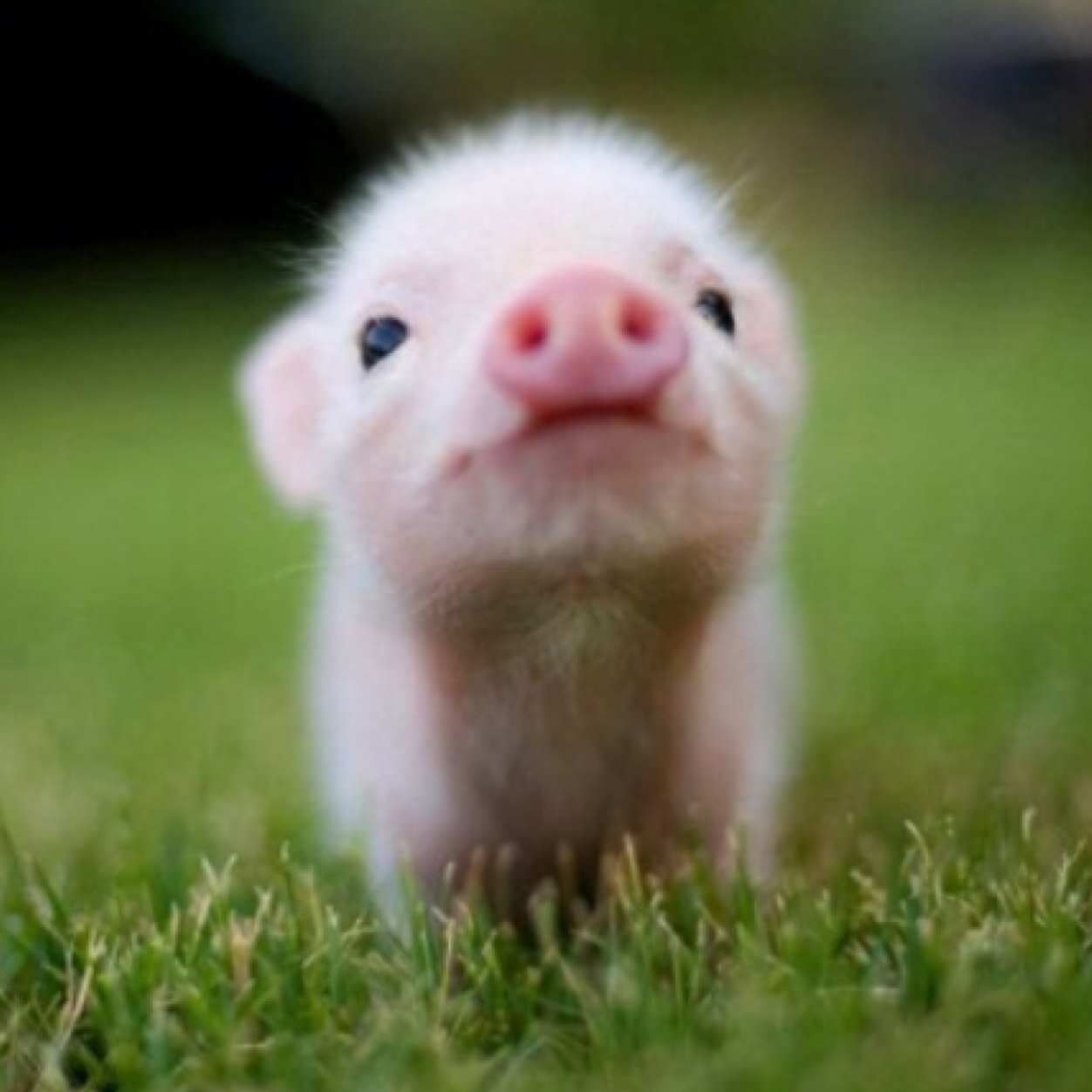 Follow for recipes, tips and encouragement to save the animals, the planet and yourself