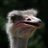 guy_ready's profile image