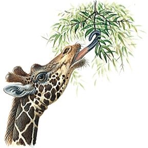 Weed and giraffes whats up