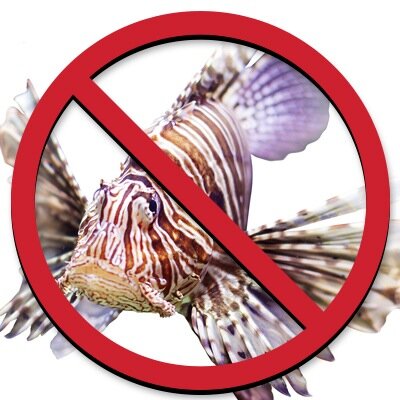 Building awareness about the destruction of our marine life as a result of the Lionfish invasion in the Atlantic Ocean. Catch, Kill, Eat. Repeat.