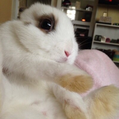 A small rabbit with big dreams. The apathetic son of @KristynEngel