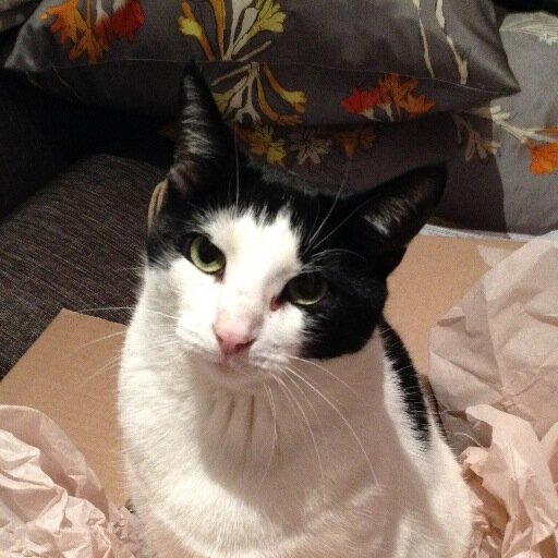 Dreamer, bird-watcher, scamp, napper, feline extraordinaire, future mayor.