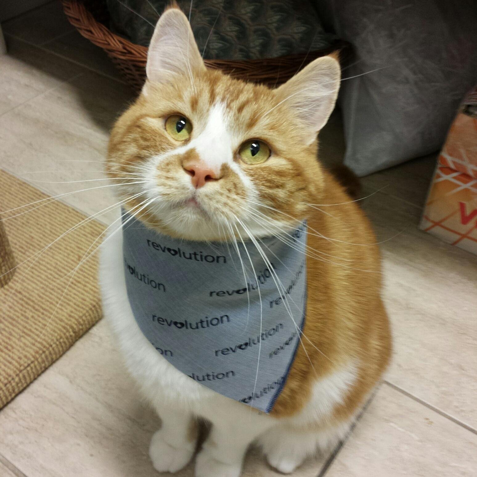 We are a full service veterinary hospital providing the best care for the community and their pets since 1975. https://t.co/elrq1wUUeR