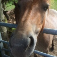 Higher Venton Farm (@higherventon) 's Twitter Profile