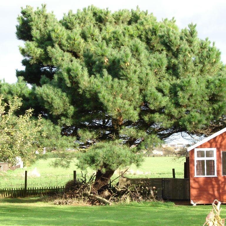 monterey pine monterey pine