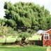 Monterey Pines (@montereypines) Twitter profile photo Monterey Pines (@montereypines) Twitter profile photo