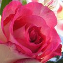 Wendy Nathan - @nathan_wendy - Twitter