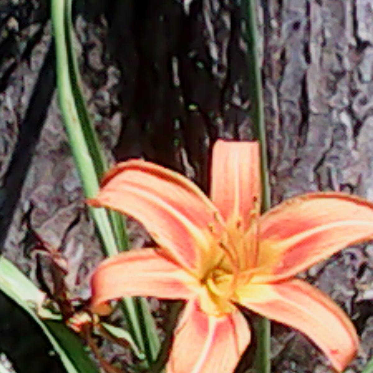 Wombusadvice's profile picture. Women Business Advice is a consulting company that cater to Women in Business,Schedule a free Consultation today. Invest in your company,so clients will invest!