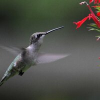 Strawberry Plains (@spaudubon) 's Twitter Profile