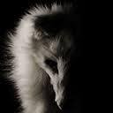 MR.Fox