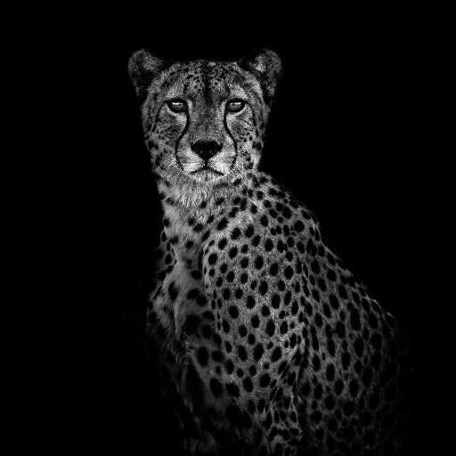 SALLLAMO's profile picture. 