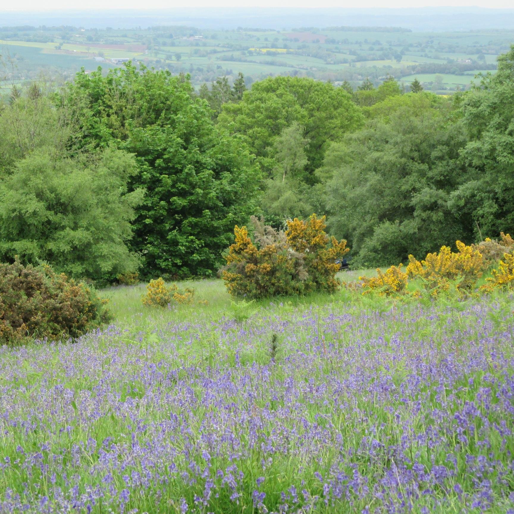Information professional | Interests - environment, wildlife, scouting, fairtrade, faith | Views my own 💙🐝🦔🦡 🦋 🌿 🌍🙏🌷✝️