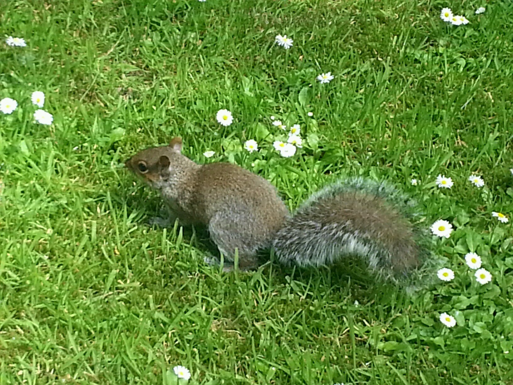 litlmis's profile picture. 