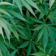 I am the owner of Healthy Monger Hemp. I specialize in hemp products. Hemp foods, bags, hats, clothes and even stuff for the pets. Please pop in and look.