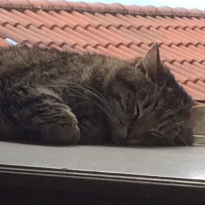 Princi Cat on Twitter