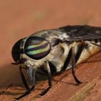 HORSEFLY SAVAGE SQUAD