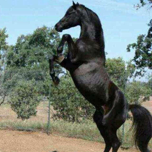 yasser4401's profile picture. 