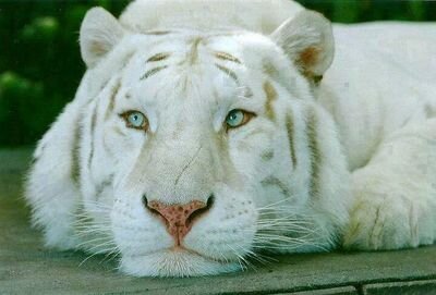 lmiguelfv's profile picture. 