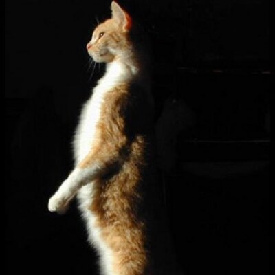 87 の人が改善された驚異の猫背解消法 Nekozebooboo Twitter