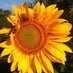 Stacey Meyer (@ginandflowers) Twitter profile photo