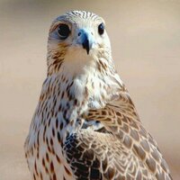 عيون الصقر (@maskz2231) 's Twitter Profile Photo