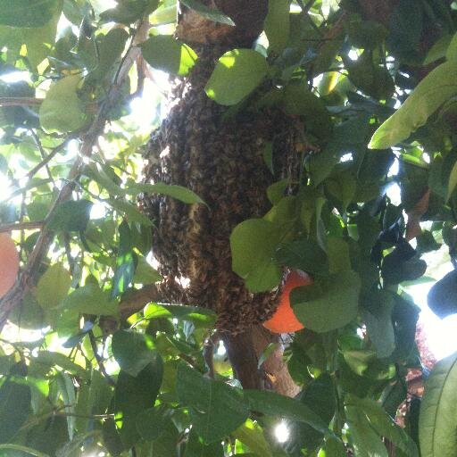 D-Tek Live Bee Removal offering live bee removal, beehive removal, bee removal repairs and bee control to San Diego County, Riverside County , Orange County.