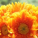 SPLUS Mới Trần - @SPLUSTrn - Twitter