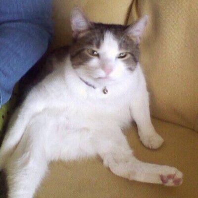 Procurando um gatinho pra eu me divertir !!!