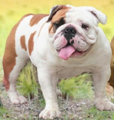 WH_Bulldogs's profile picture. 