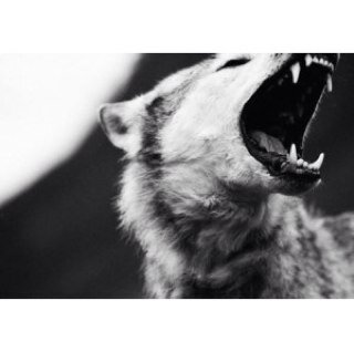 BackInBHRPG's profile picture. This RPG centers around our wonderful Beacon Hills adults, but with a twist. We're throwing it back to /their/ glory days. Weekly column on site.