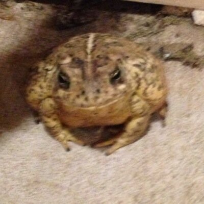 toadlyfe's profile picture. You can find me either in edmond or at your girlfriends house. Been slayin pussy since 1993. Ribbit