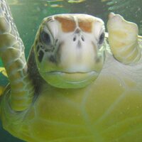 Manly SEA LIFE (@manlysealife) 's Twitter Profile