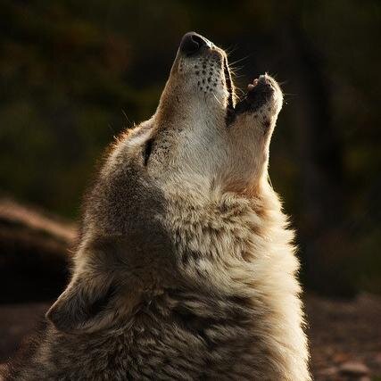 1239806145's profile picture. IOS developer