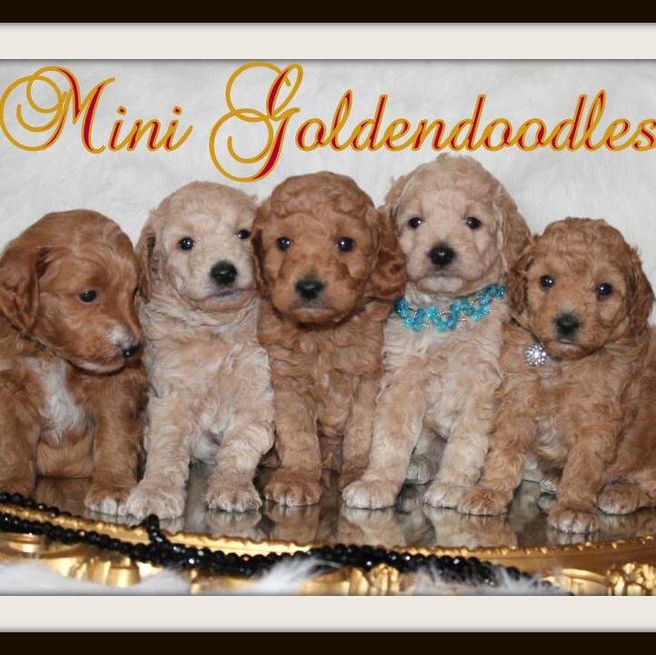 DoodleTreaasure's profile picture. 