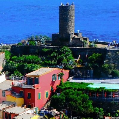 MySiamebiz's profile picture. 