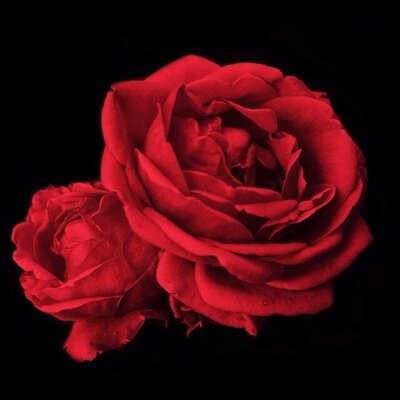 Sarachea200's profile picture. Band obsessed