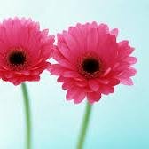 HCG Diet – How it Work for Weight Lose Fast?... http://t.co/gWcTFjHw5e
