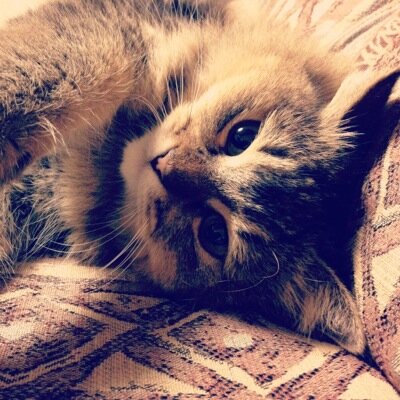 猫のぷうたん☆♀ もふもふ☆ 雑種☆ 体重6kg☆