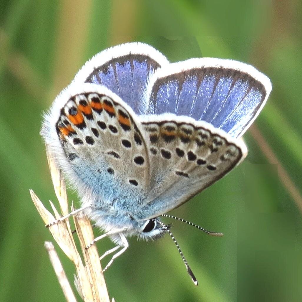 DWT Bystock Reserve Volunteers