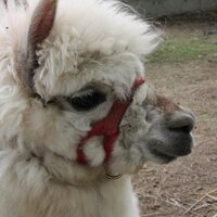 ロミくま (@kuma_romi) 's Twitter Profile