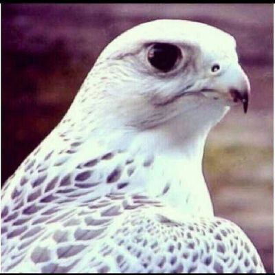 ‏غريب الوقت في طبعه يعاند