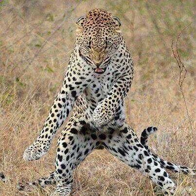 I'm humble,polite,honest.
I love Dancing(hip hop+Lingala),Singing, acting(check on:SHORT VIDEO ABOUT RICKY & RICKY RE-MAKE,courtesy of YouTube).Welcome again
