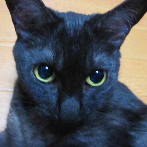 R&Bとネコと温泉が大好きです。ネコと暮らしてます。ネコ好きさんとネコアイコンをフォローしてます。よろしくお願いします。 アイコンはウチのネコです。