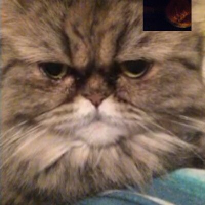 Im Tutz The Persian Cat I Support All local bands/Artist in SATX/TX.  Follow my IG @purrrfect_titzzz #krewlife #trapcat #followforfollow #verified