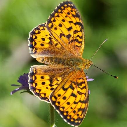 Send a photo of a butterfly and I'll ID it! I know ~50 common butterflies occurring in Europe. I'm friends with @id_birds and @id_wildflowers.