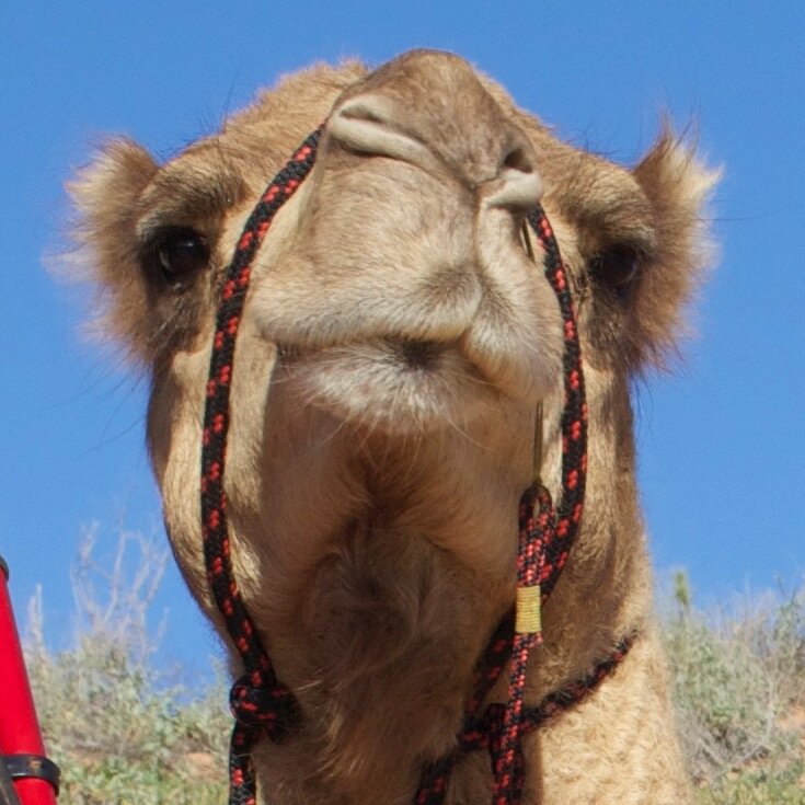 RedSunCamels's profile picture. Red Sun Camels provides camel rides on beautiful Cable Beach everyday. This famous camel train, an icon of Broome, walks the golden sands of Cable Beach.