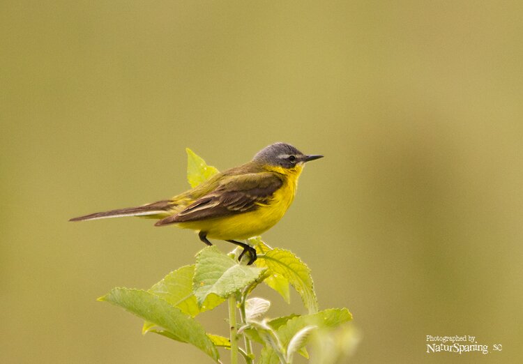 QvitterBirds's profile picture. Qvitter - communityn för fågelskådare och kryssare