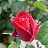 UseFuLSMS GrOuP (@sajni_sms) 's Twitter Profile