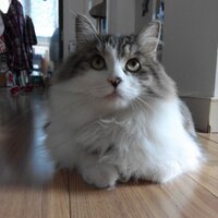 nicktang (@_nicktang_) 's Twitter Profile