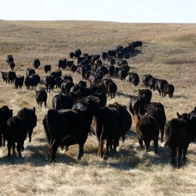 Dedicated husband and father raising 3 kids and quality Angus seedstock. Excellence is doing things right when no one else is looking - Henry Ford